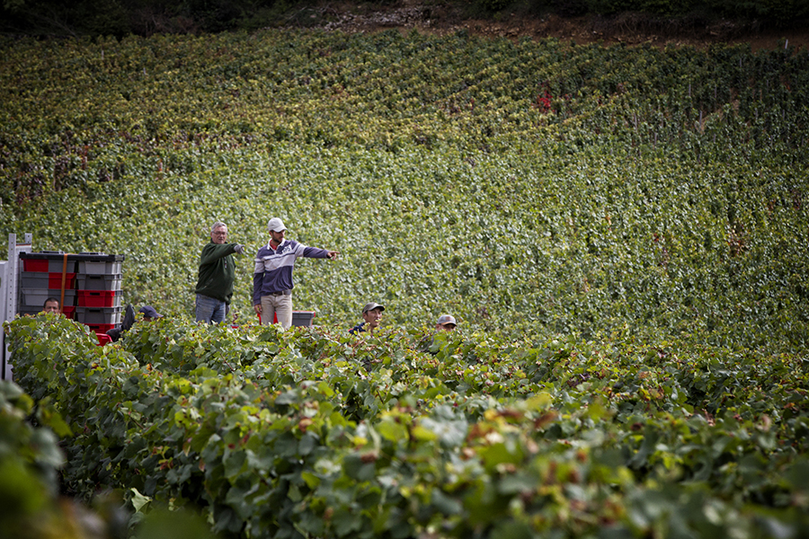 Nicolas et Denis au domaine denis mortet