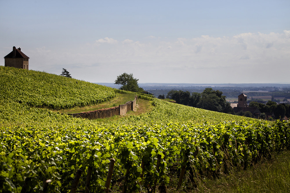 Les vignes