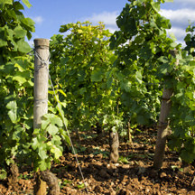 viticulture