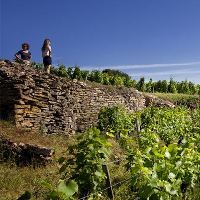 Le vignoble