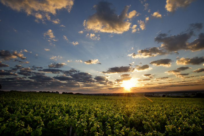 Couché de soleil sur les vignes