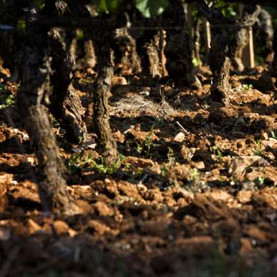 pieds de vigne Bourgogne