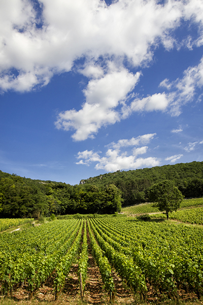 vignes Bourgogne