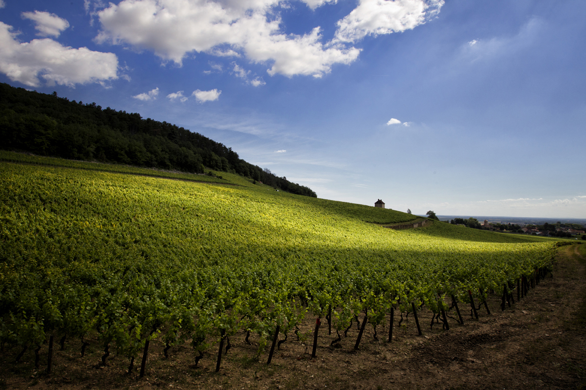 Les vignes Denis Mortet