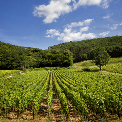 Le vignoble Denis Mortet