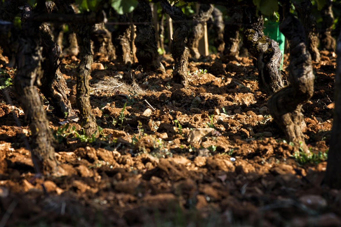 La viticulture Denis Mortet