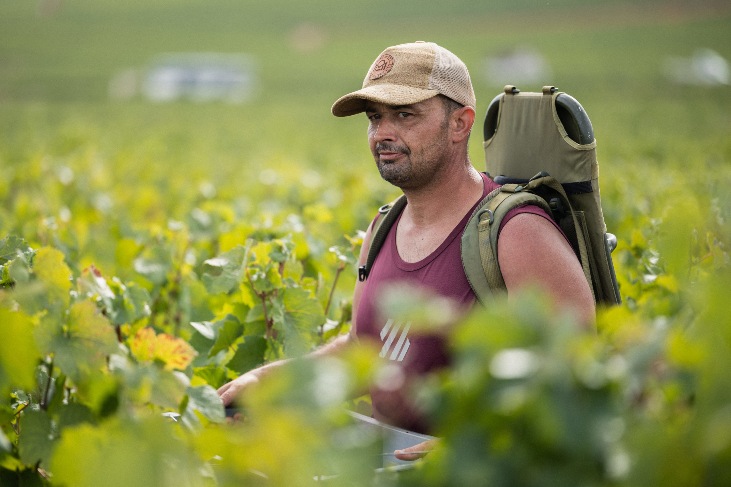 Vendanges 2026 - Domaine Denis Mortet